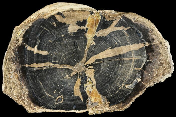 Petrified Wood (Schinoxylon) Round - Blue Forest, Wyoming #145266